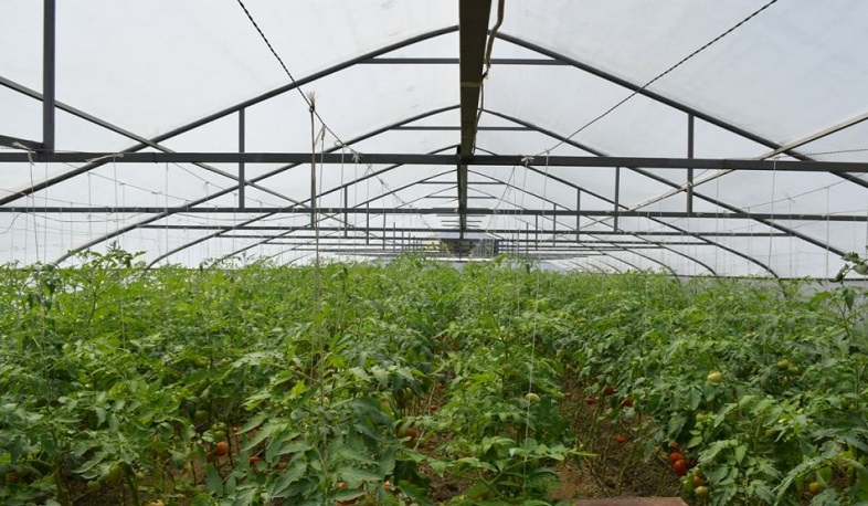 Արարատի մարզի Շահումյան համայնքում ապօրինի ջերմոցներ են հայտնաբերվել. տեսչական մարմինը դիմել է դատախազություն