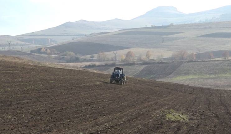 Մկները զգալի վնաս են հասցնում գյուղատնտեսությանը