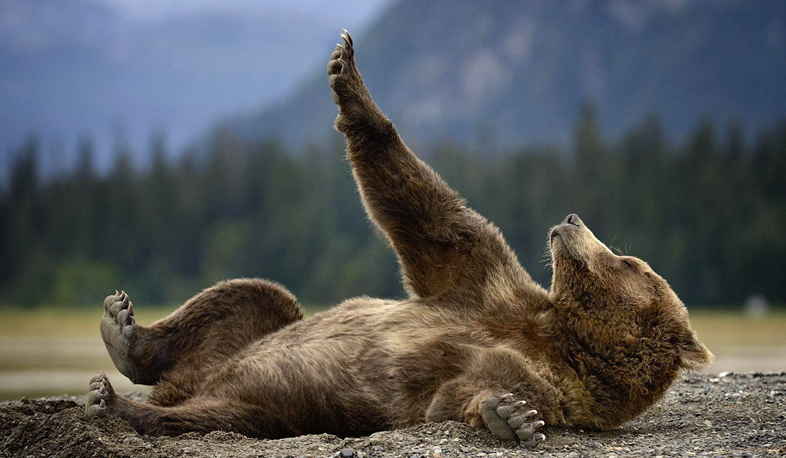 Wild animal rescue center to open in Armenia