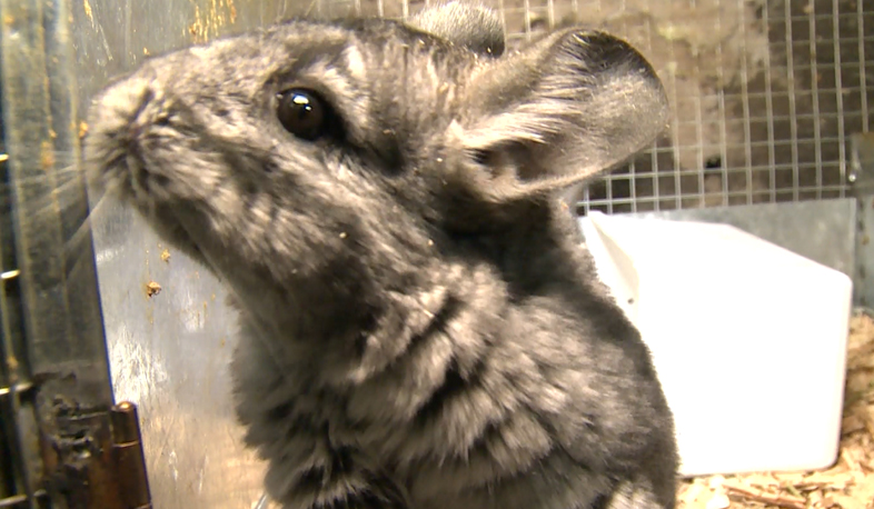 Number of chinchillas with expensive fur grows in Armenia