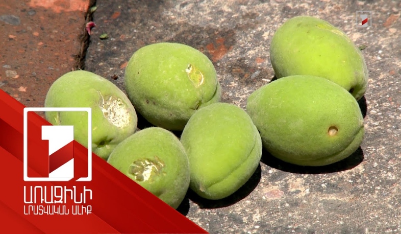 Կարկտահարությունից տուժած հողագործները փոխհատուցում կստանան