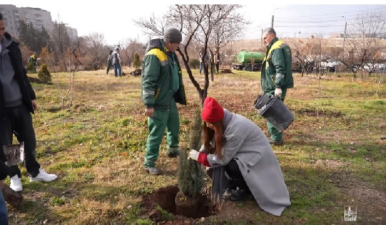 Ձմեռային տունկ՝ մշտադալար ծառերով