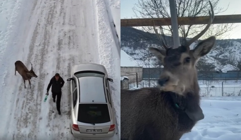 Խնդրում ենք չմոտենալ և չվնասել եղջերուներին. ՇՄՆ-ն զգուշացնում է՝ դրանց վնասումը ենթադրում է օրենքով սահմանված պատասխանատվություն