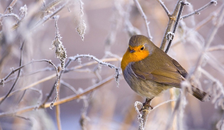Փետրվար ամսին ցերեկվա տևողությունը մեր լայնություններում աճում է ավելի քան մեկ ժամով․ Հայհիդրոմետ