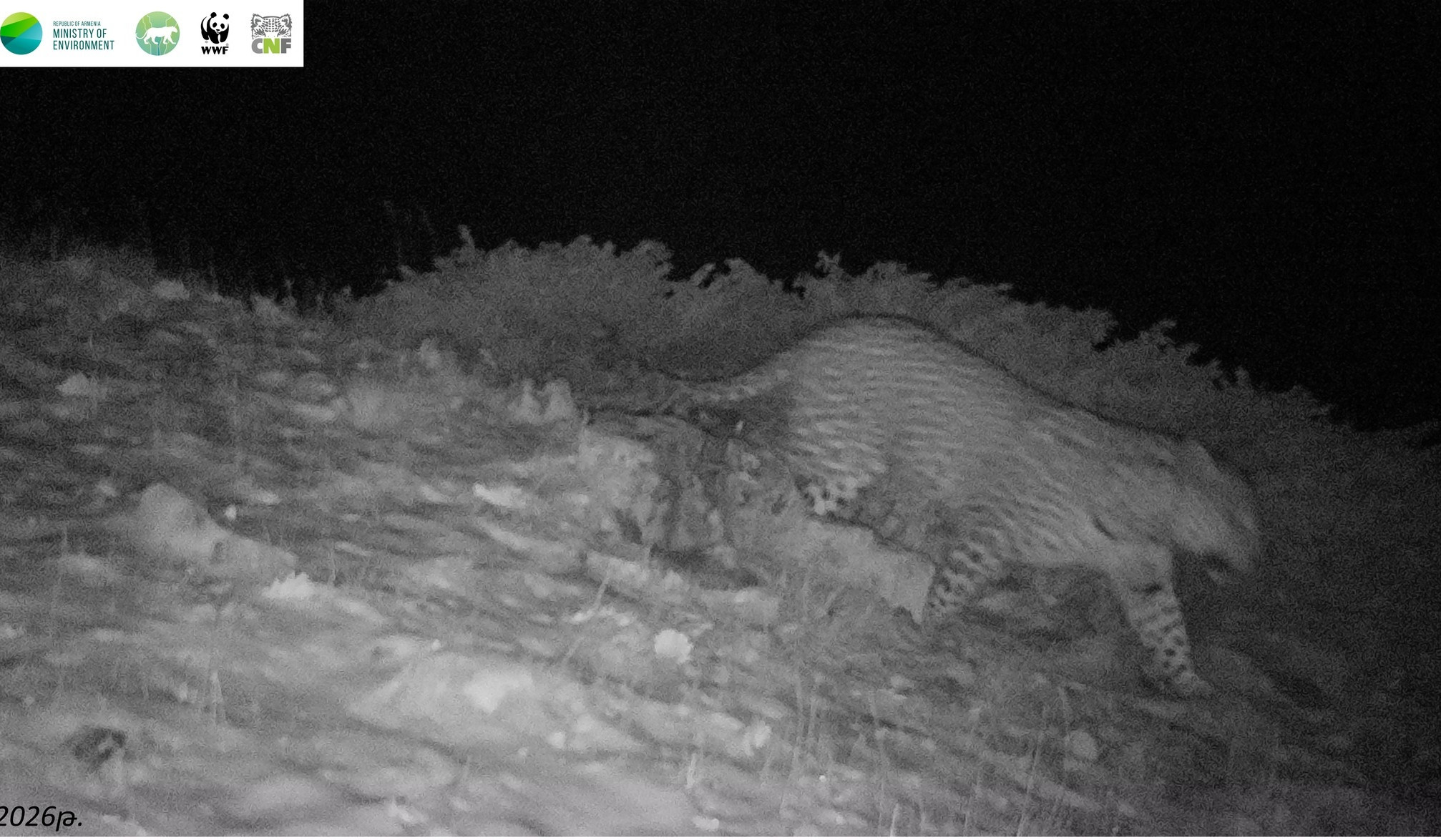 Խոսրովի անտառի ֆոտոթակարդները կրկին նկարահանել են կովկասյան ընձառյուծին