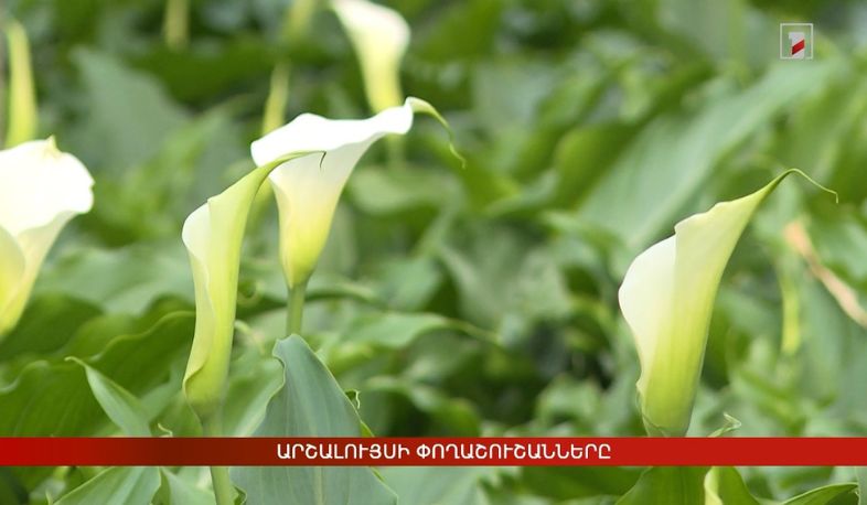 Արշալույսի փողաշուշանները