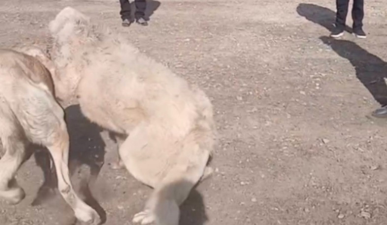 Շնամարտ կազմակերպելու համար 3 անձ է ձերբակալվել. նախաձեռնվել է քրեական վարույթ