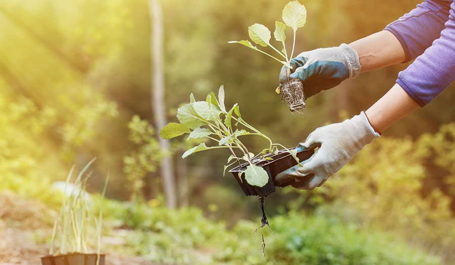 Զրո տոկոս տոկոսադրույքով վարկ՝ գյուղատնտեսության ոլորտում