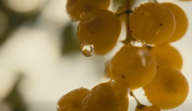 Գինեգործության ոլորտում գործող 192 հարկ վճարող պետբյուջե է վճարել 3 մլրդ դրամ հարկային եկամուտ․ ՊԵԿ