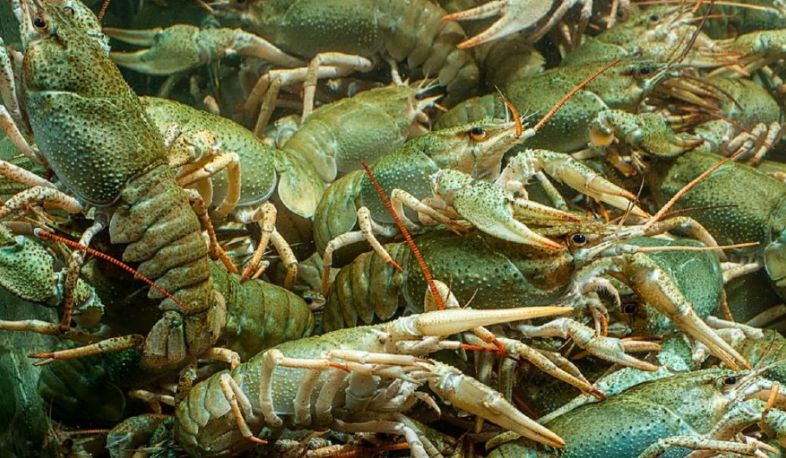 ՀՀ-ում արդյունաբերական եղանակով խեցգետինների բուծման և աճեցման տեխնոլոգիայի ներդրումը կձևավորի խեցգետնաբուծական համալիրների ընդարձակ ցանց