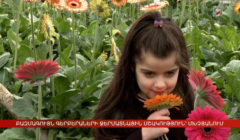 Բազմագույն գերբերաների ջերմատնային մշակություն՝ Մխչյանում