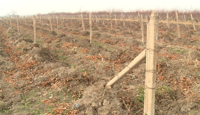 The First on Economics