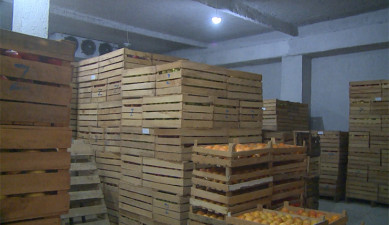 The First on Economics