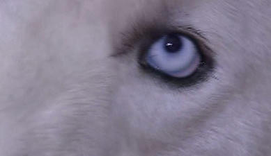 Մայրիկների ակումբ