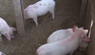 Առաջին տնտեսական