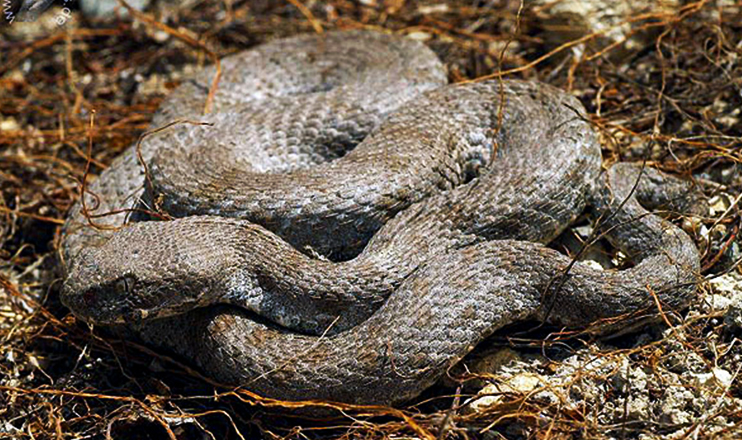 Առաջին տնտեսական