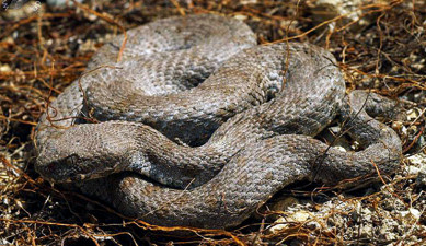 Առաջին տնտեսական