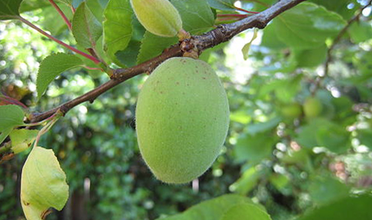 Առաջին տնտեսական