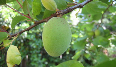 Առաջին տնտեսական