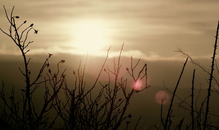 The Voice of Orchestra