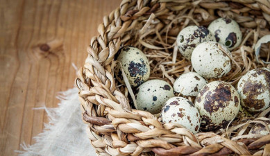 Myths and facts on quail egg