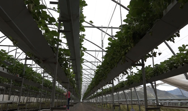 The First on Economics