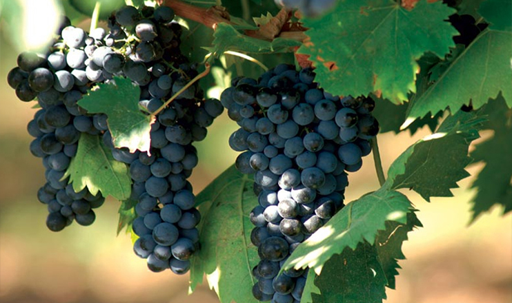 The First on Economics