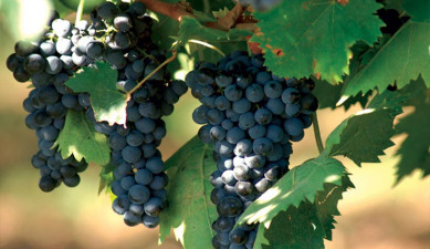 The First on Economics