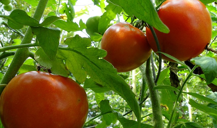 First in the Economics