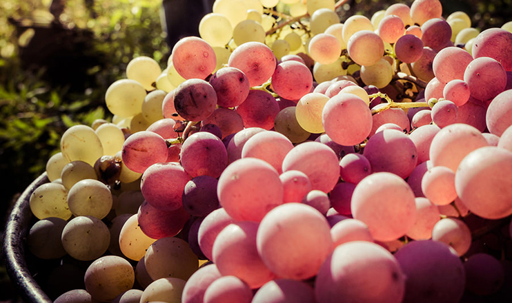 First in the Economics