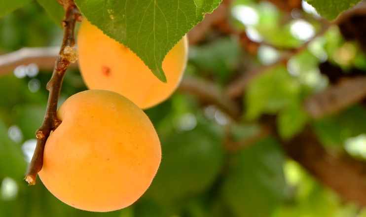 First in the Economics