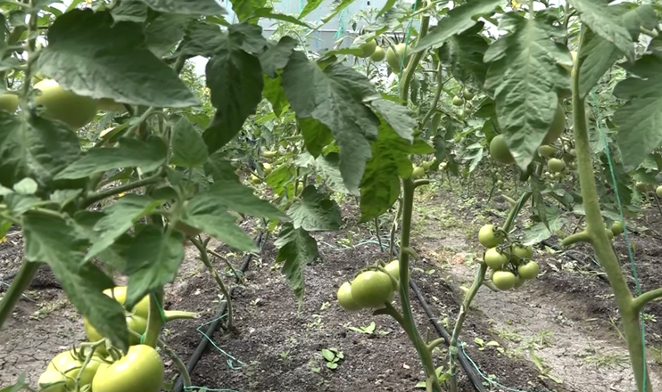 First in the Economics