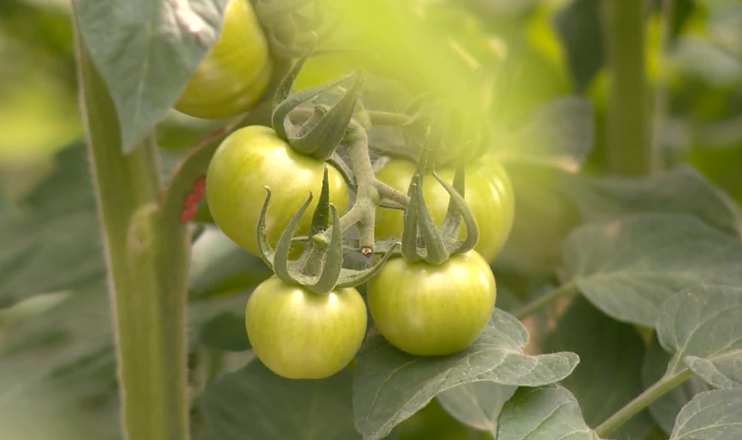 First in the Economics