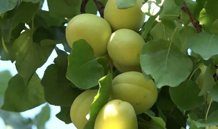 First in the Economics