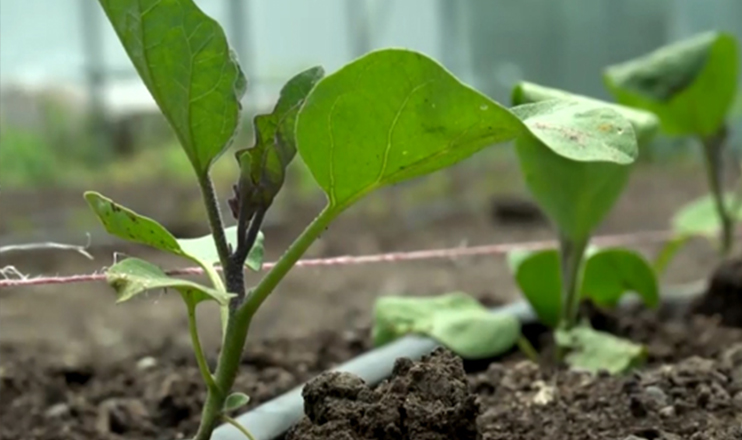 First in the Economics