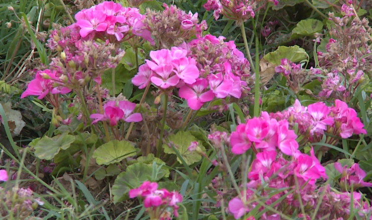 06.07.2017 First in the Economics