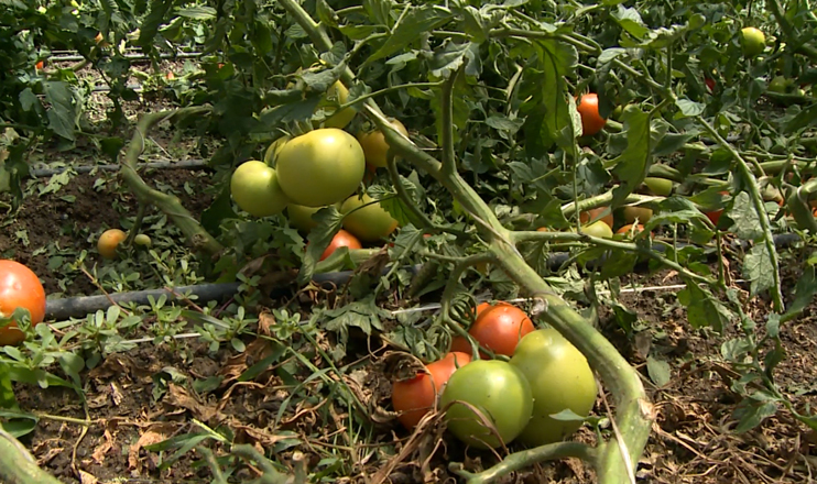 First in the Economics