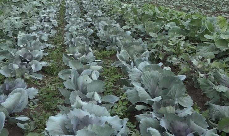 First in the Economics