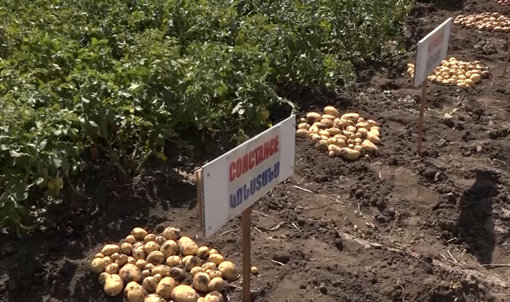 First in the Economics