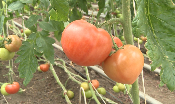 First in the Economics