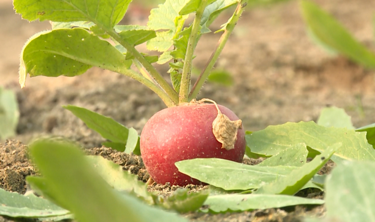 First in the Economics