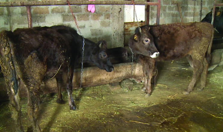 The First on Economics