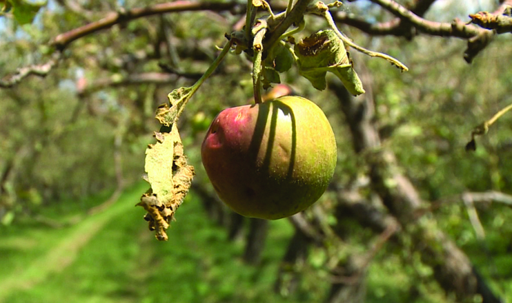 The First on Economics