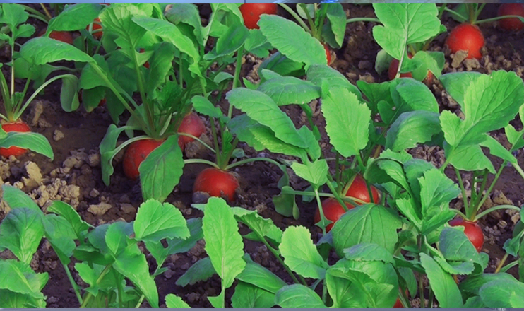 Повестка дня: индекс