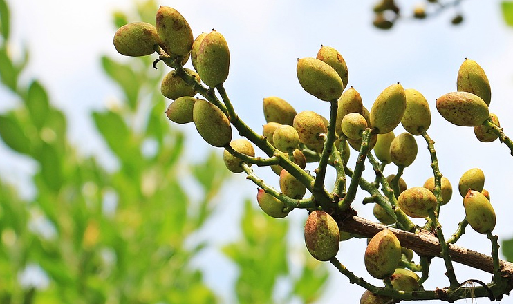 Հրապարակում