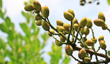 Հրապարակում