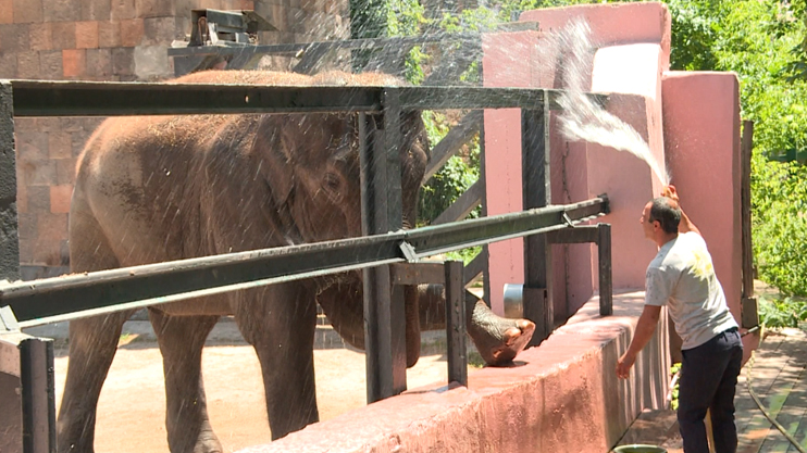 Уши, хобот и добрая улыбка