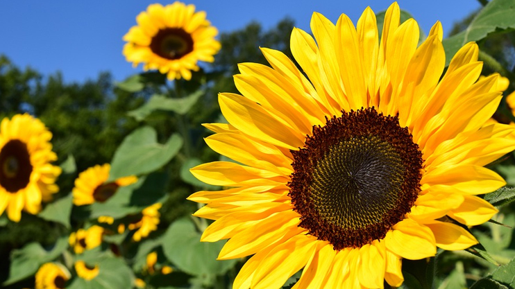 Հրապարակում