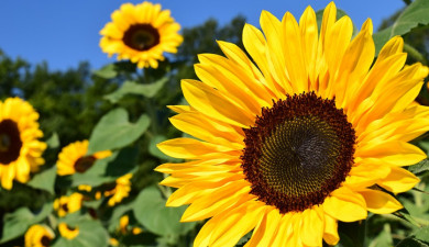 Հրապարակում