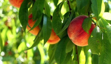 Հրապարակում